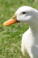 Geese, Ducks, Swans, Seagulls, 