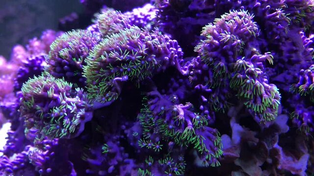 Eine Koralle im Meerwasseraquarium.