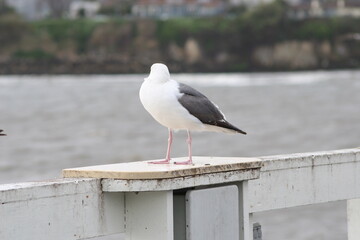 Geese, Ducks, Swans, Seagulls, 