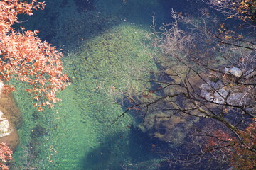 Fototapeta na wymiar 透明度が高く深い川の一部と、紅葉したり落葉した木々を真上から見た様子