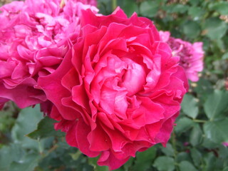 珍しい赤いバラ