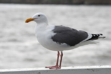 Geese, Ducks, Swans, Seagulls, 