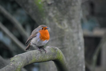 Adult European robin perching Male and female birds have similar plumage orange breast and face more strongly coloured in the British subspecies lined by bluish grey on the sides of the neck and chest