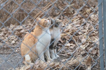 squirrel in the woods