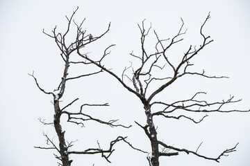 Fototapeta na wymiar Tree without leaves in Winter with a bird standing on the branch