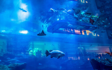 An Aquarium life in blue water.