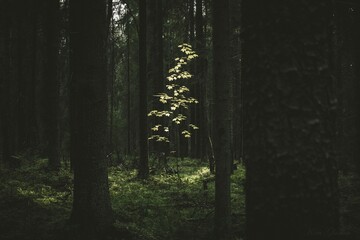 Obraz premium forest in the morning