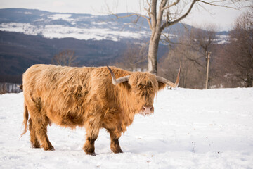 higland cow in winter nature