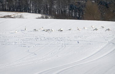 Berwick swans feeding in a snow covered field in the Scottish Borders, UK