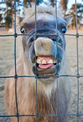 Hilarious funny miniature pony horse showing teeth and gums with pink tongue sticking out at farm