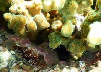 Costa Rica Pacific sea life