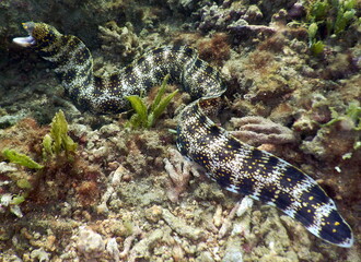 Fototapeta premium Costa Rica Pacific sea life