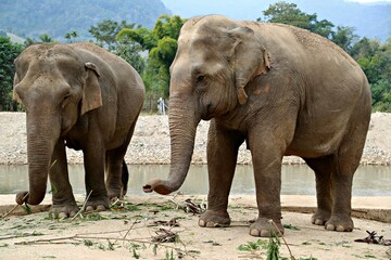 elephants