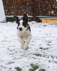 dog in snow