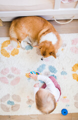 welsh corgi pembroke dog laying down next to a baby in a baby girl room