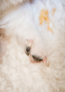 too long dog dewclaw close up