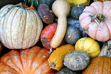 pumpkins and gourds