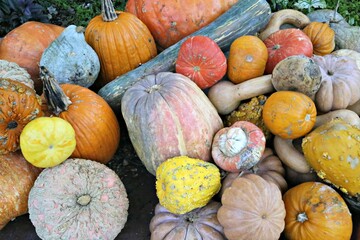 pumpkins and gourds