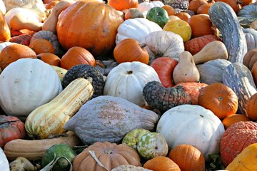pumpkins and gourds