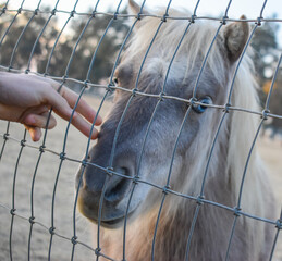 Sweet pic of petting cute pony with big blue eyes and fringe bangs mane