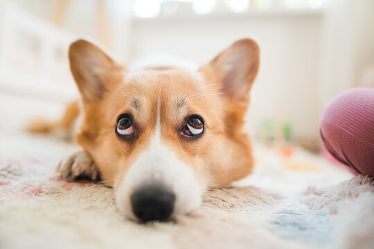 Welsh Corgi Pembroke Dog Lying Down And Looking Up With Big Eyes Portrait