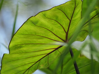 Fototapeta na wymiar Lilly Leaf Veins