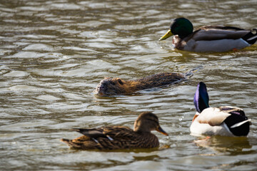 Wild nutria swimming between wild ducks in Vltava river in Prague