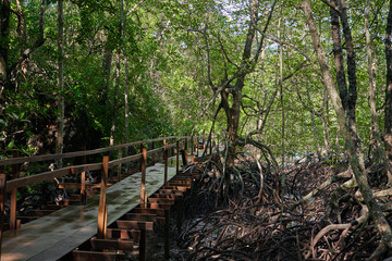 Walk through the mangrove forest in Asia