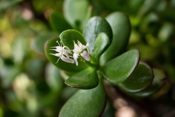 Crassula bloomed. White flower. Crassula in a flowerpot. Texture of green leaves. 