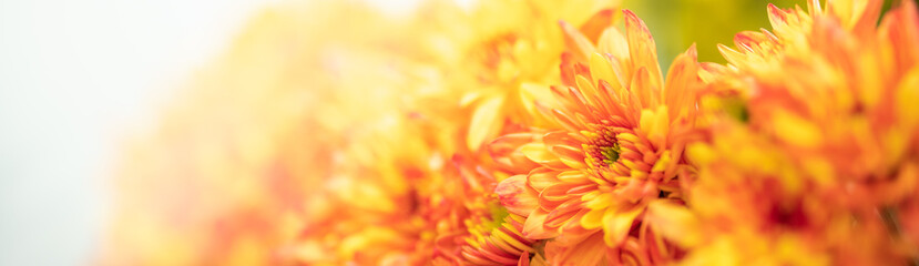 Fototapeta premium Closeup of orange and yellow Mums flower on white background with copy space using as background natural flora, ecology cover page concept.