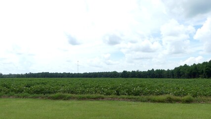 landscape with trees and clouds