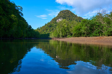 Pure nature landscape river among mangrove forests