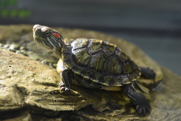 Red eared turtle basking