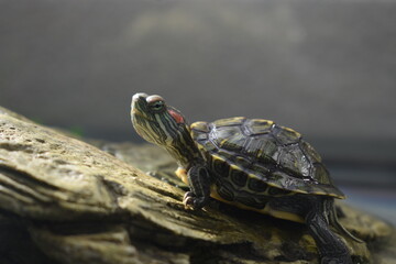 Red eared turtle basking