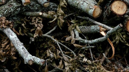 Unearthed tree up close