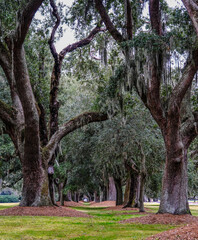 Avenue of Oak Trees