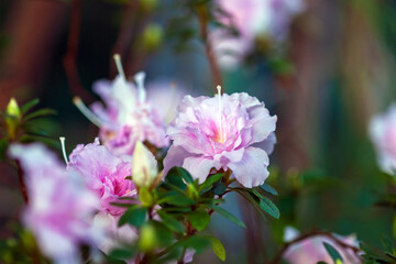 Flowering Rhododendron indicum with light pink flowers in botanical garden