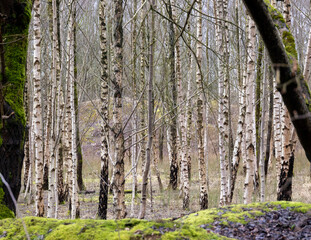silver birch grove in spring
