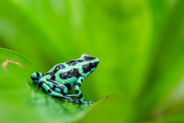 Green and Black Poison Dart Frog (dendrobates auratus) on a leaf in the rainforest, Costa Rica