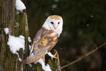 Barn owl, Tyto alba, perched on old rotten snowy oak stump. Beautiful owl in winter nature. Owl with a heart-shaped face. Bird in frosty dark forest. Wildlife from Europe.
