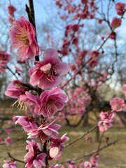 pink plum blossom