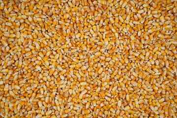 Closeup of harvested corn grains texture background, healthy food