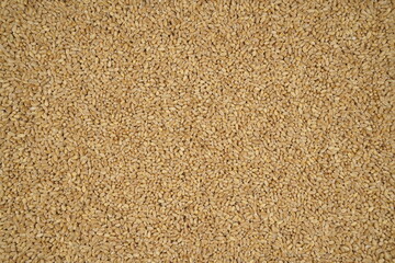 Ripe wheat grain texture background, top view, harvested cereal and agriculture