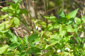 essential worker , a bee on bidens alba