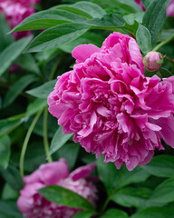 Big pink peony flower. Nearby buds and flowers, greenery, the background is blurred.