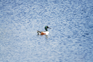 northern shoveler 