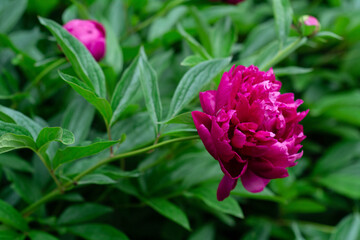 Big pink peony flower. Nearby buds and flowers, greenery, the background is blurred.