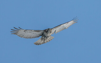 hawk is soaring through blue skies on a windy day