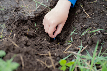 Hands of farmer growing and nurturing plant seeds of carrots in garden bed. Sowing seeds in spring for ecological farming. Growing vegetables for healthy eating. Earth day concept.