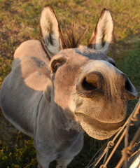 Cute and funny donkey looks like cartoon character looking up and smelling with big flared nostrils and huge ears
